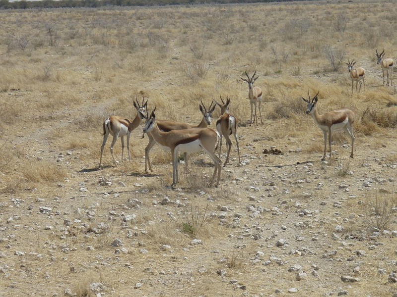 NAMIIA 2011 064.jpg